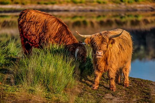 Les Highlanders écossais