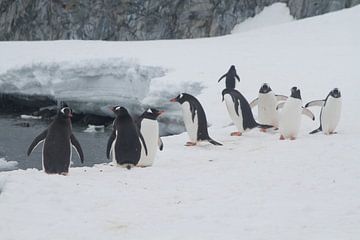 Pinguïn Vergadering by Eric de Haan