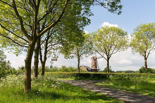 Le moulin du Rhin et Weert à Werkhoven