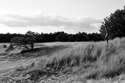 Natuur op een zandverstuiving in zwart-wit