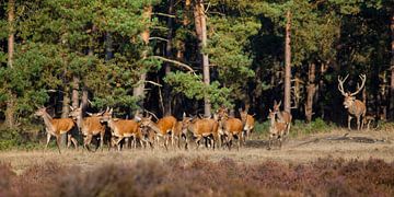 A red deer with its pack of hinds in the rutting season by Evert Jan Kip