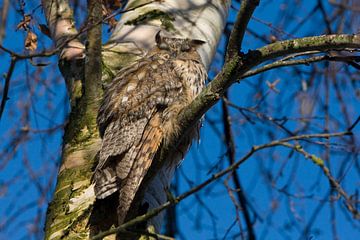 Sleeping owl von Wybrich Warns