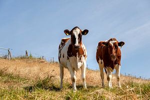 Neugierige Kühe in Süd-Limburg von John Kreukniet