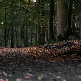 Dunkle Stimmung Herbst Wald von Victoria Barberien