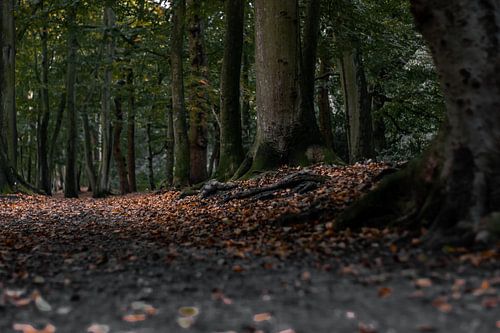 Dark mood autumn forest.