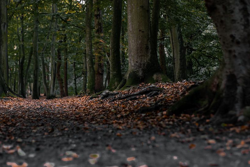 Dunkle Stimmung Herbst Wald von Victoria Barberien