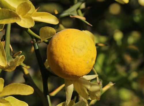 Trifoliate bittere sinaasappel