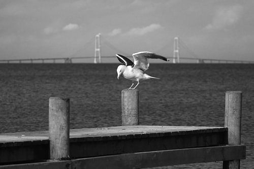 Storebælt-Brücke mit Möwe