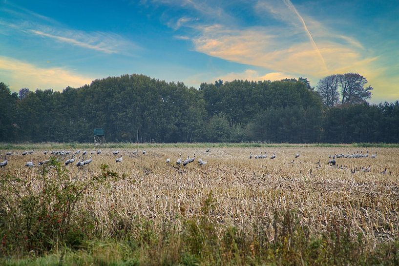 Kraniche auf einem geernteten Feld von Martin Köbsch