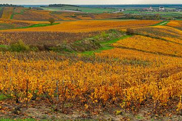 Vergezicht over wijnvelden in de Champagne streek van Frankrijk in de herfst van Ivo de Rooij