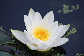 Lily