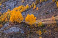 Indian Summer im Lötschental Wallis. Gelbe Bäume im Herbst von Martin Steiner Miniaturansicht