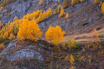 Indian Summer im Lötschental Wallis. Gelbe Bäume im Herbst