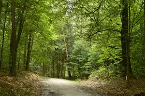 Chemin forestier avec lumière