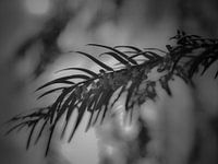Pine branch