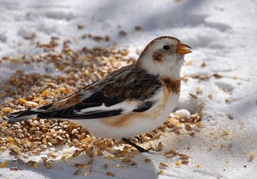 A snow bunting in winter by Claude Laprise