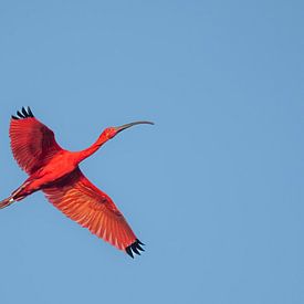 Roter Ibis von Lex van Doorn