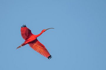 Vlammende Vlucht boven Bigi Pan van Lex van Doorn