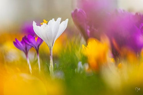 crocus blanc.