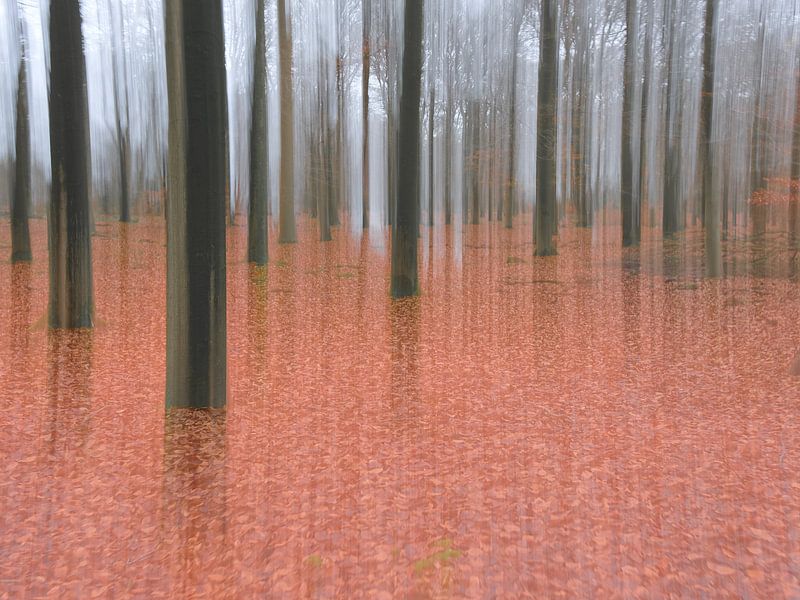 Dreaming of a forest van BHotography