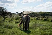 Konik horse in the Kennemer dunes