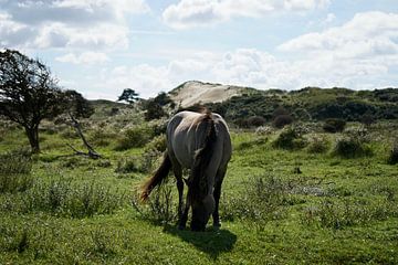 Konik horse in the Kennemer dunes by Femke Looman