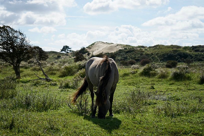 Le cheval Konik dans les dunes de Kennemer par Femke Looman