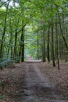 Chemin à travers la forêt