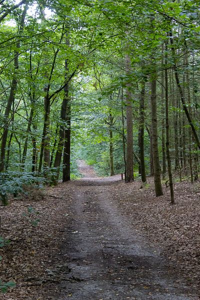 Weg durch den Wald von Monique Giling