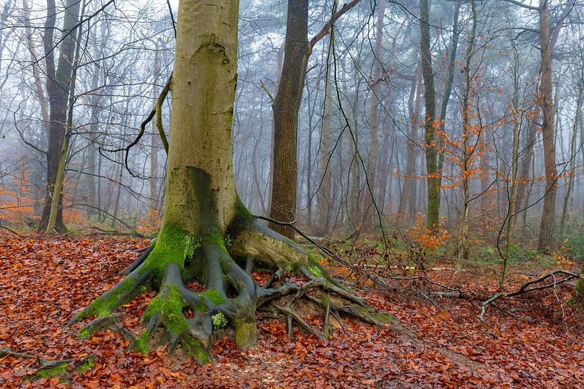 Herbst von snippefotografie
