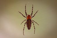 Spider in web van BL Photography thumbnail