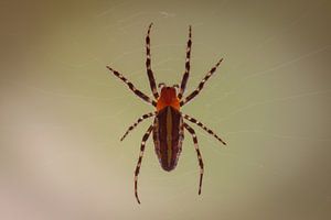 Spider in web