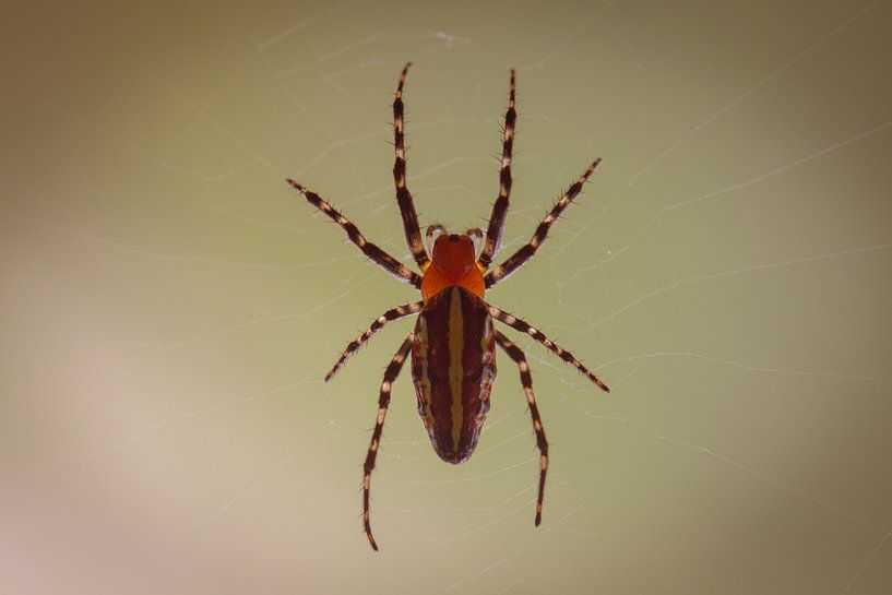 Spider in web van BL Photography