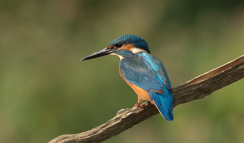 ijsvogel van Eric Vink