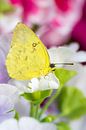 Makro von einem Schwefelfalter Schmetterling (Phoebis Philea) von ManfredFotos Miniaturansicht