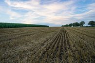 Avondstemming over geoogste graanvelden naast groene korenvelden van adventure-photos thumbnail