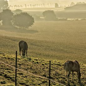 Twee paarden in een mistige weide van Manuel Declerck