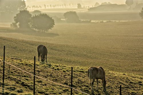 Twee paarden in een mistige weide