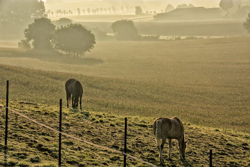 Zwei Pferde in einer nebligen Wiese von Manuel Declerck