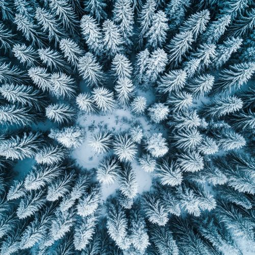 Winter forest perspective