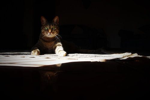 Kattenoog