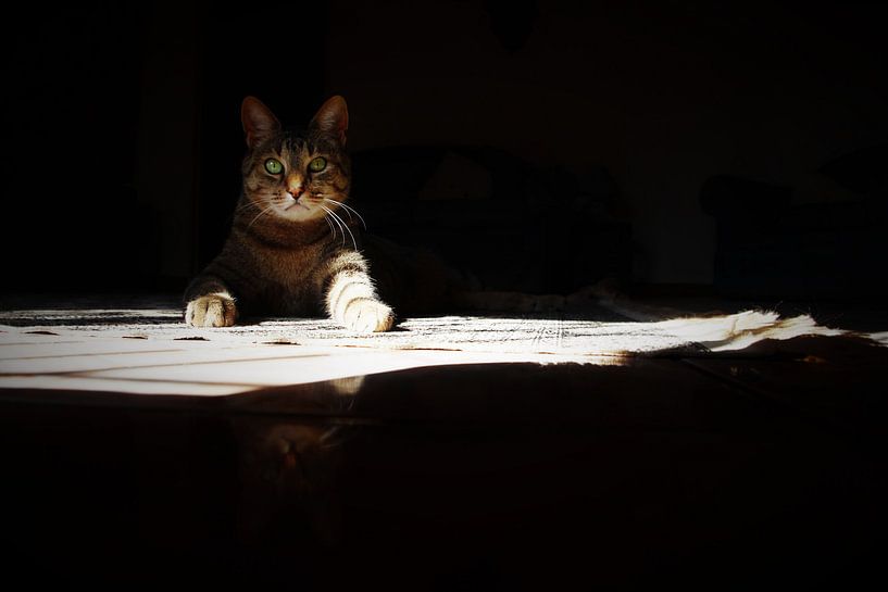 Kattenoog par Marije Zwart
