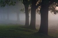 Stille Silhouetten 