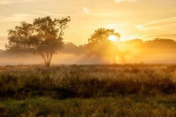 Lever de soleil doré