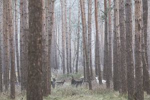 Albino-Hirsche im deutschen Wald