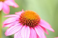 Rosa Rudbeckia (Sonnenhut)