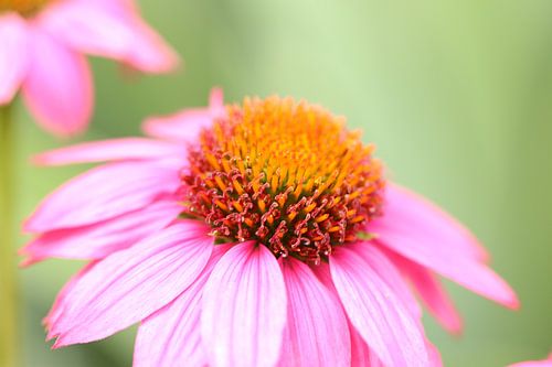Roze rudbeckia (zonnehoedje)