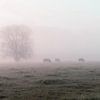 grazing in the fog by Yorick De Wilde