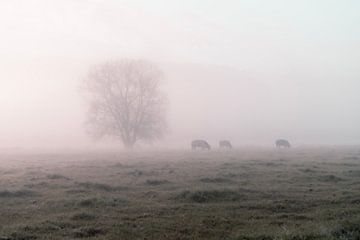 grazen in de mist van Yorick De Wilde