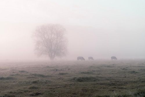 grazen in de mist van Yorick De Wilde